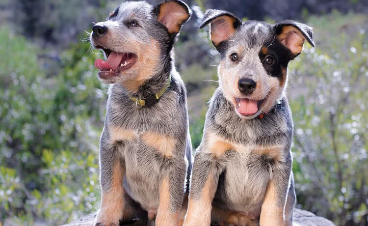 Australian Cattle Dog